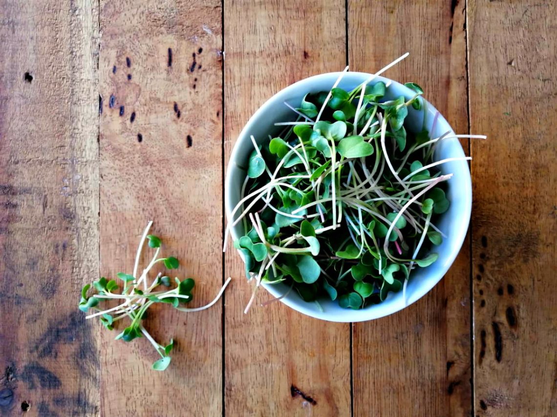 broccoli sprout pesto